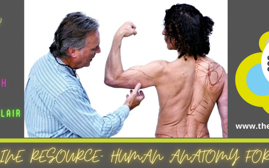 New! Human Anatomy for Artists – Online Learning